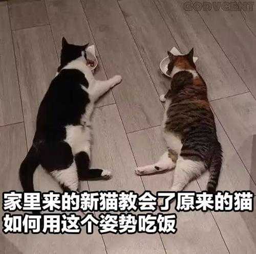 厕所里不让大小便怎么办？囧图 猫猫和妹子哪个可爱？