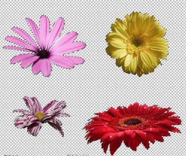 Photoshop 可爱的鲜花拼贴字