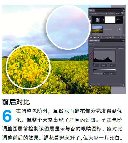 PS调整油菜花图片的光线与色彩